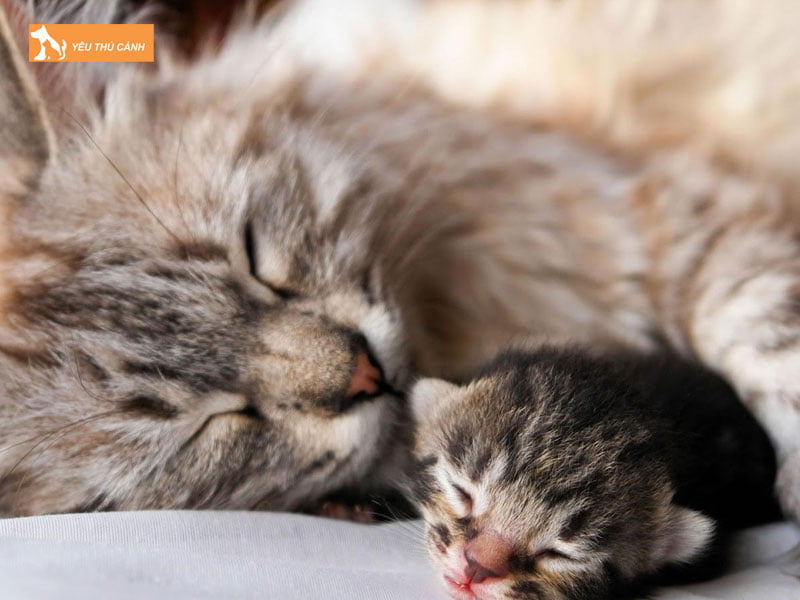 mot-so-cach-lam-sao-de-biet-meo-de-het-con-hay-chua-1-thucanh