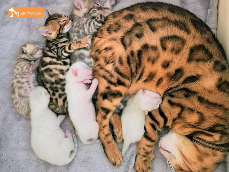 mot-so-cach-lam-sao-de-biet-meo-de-het-con-hay-chua-2-thucanh