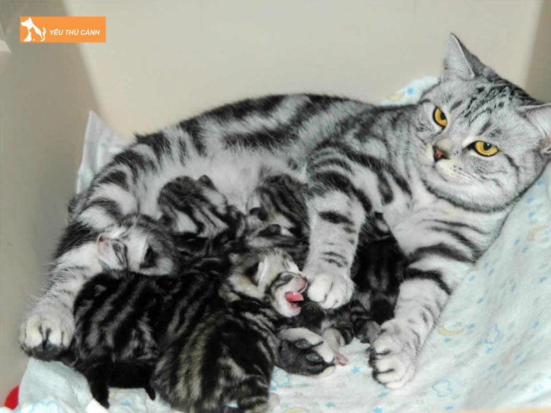 mot-so-cach-lam-sao-de-biet-meo-de-het-con-hay-chua-thucanh