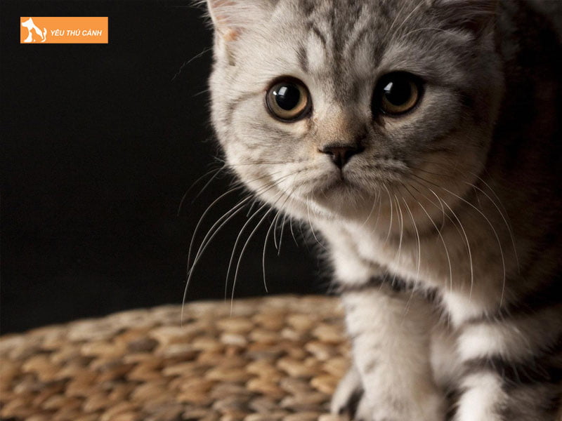 mot-so-cach-xu-ly-khi-meo-bi-gian-dong-tu-thucanh