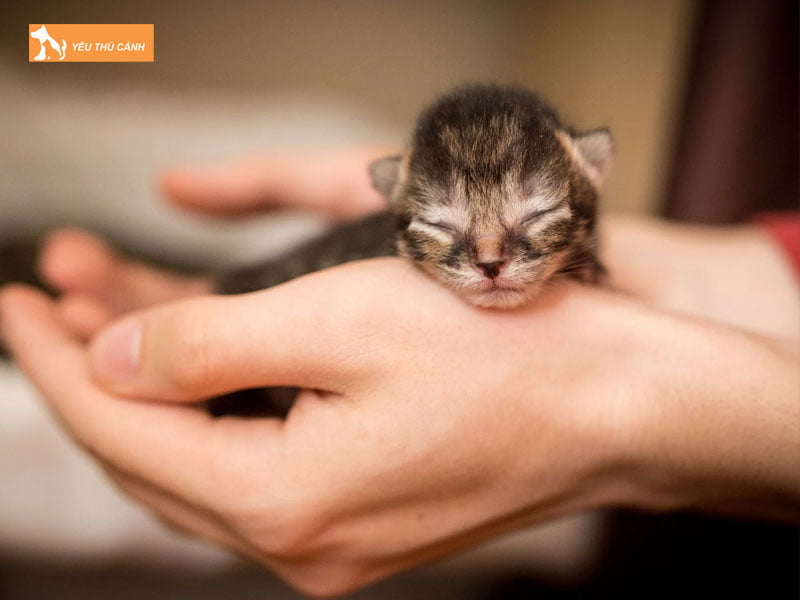 mot-vai-luu-y-ve-dau-hieu-meo-bi-luu-thai-thucanh