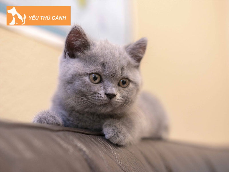 mot-vai-net-ve-nhung-loai-meo-anh-long-ngan-thucanh