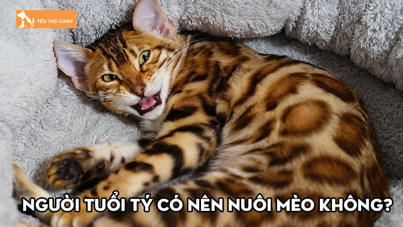 Người Tuổi Tý có nên nuôi mèo không? Lưu ý trong phong thủy