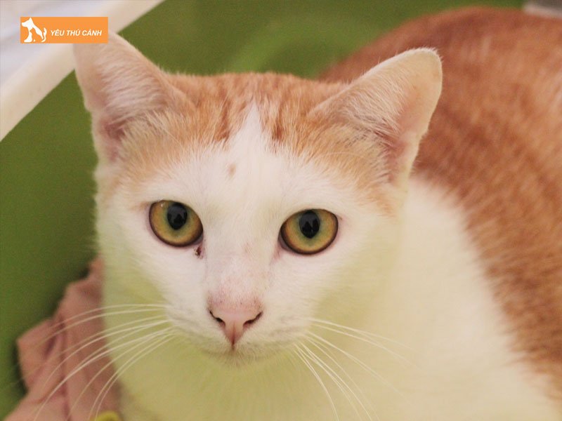 nguyen-nhan-meo-bi-gian-dong-tu-2-thucanh