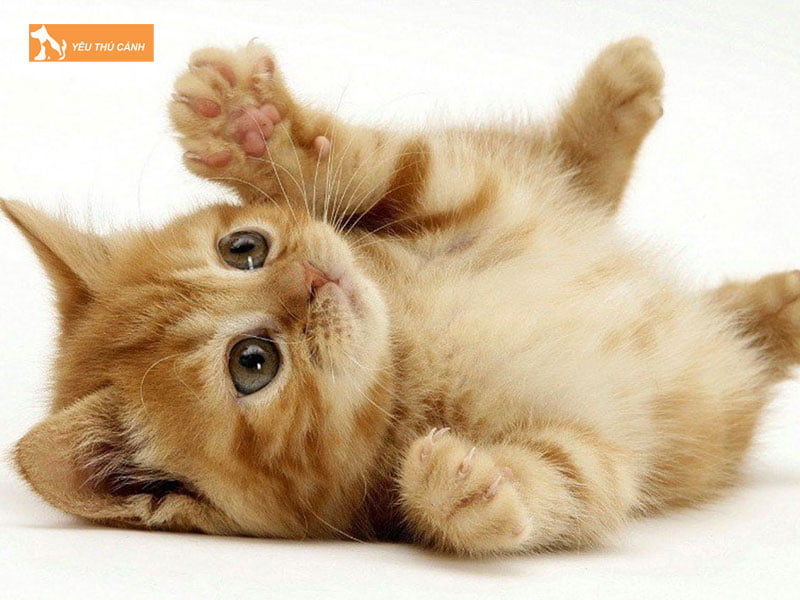 nguyen-nhan-meo-bi-gian-dong-tu-thucanh