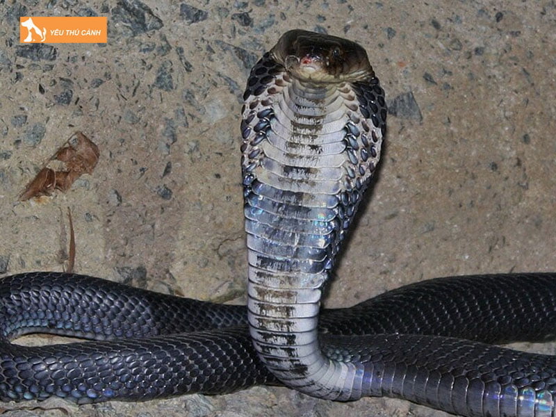 nhan-dang-ran-ho-mang-banh-thucanh