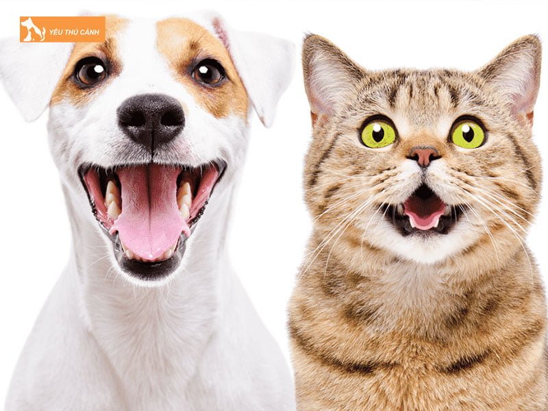 nhu-cau-phien-dich-tieng-cho-meo-co-can-thiet-khong-thucanh