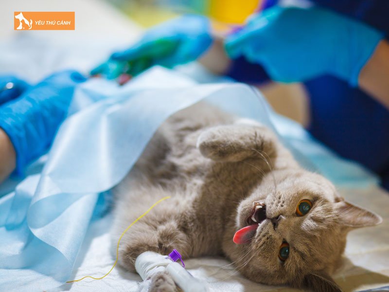 Nhung-cong-dung-cua-thuoc-me-cho-thu-y-thucanh