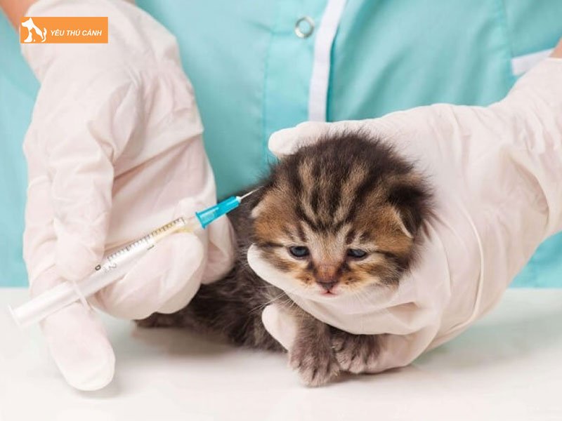 Nhung-doi-tuong-duoc-phep-dung-thuoc-me-thu-y-thucanh