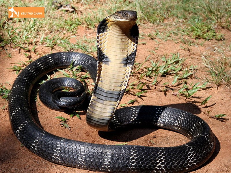 phan-biet-ran-ho-chua-voi-ran-ho-mang-thuong-thucanh