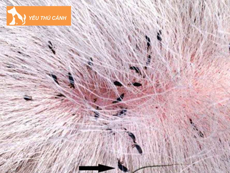 ran-meo-la-con-gi-thucanh