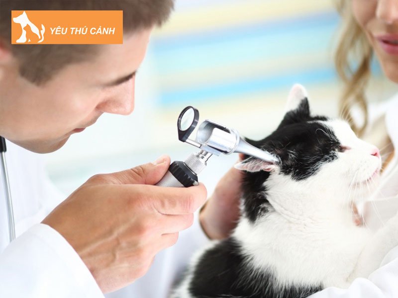 ran-meo-thuong-can-nhung-doi-tuong-nao-thucanh