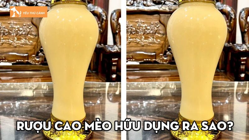 Rượu cao mèo hữu dụng ra sao? Cách ngâm và sử dụng phù hợp