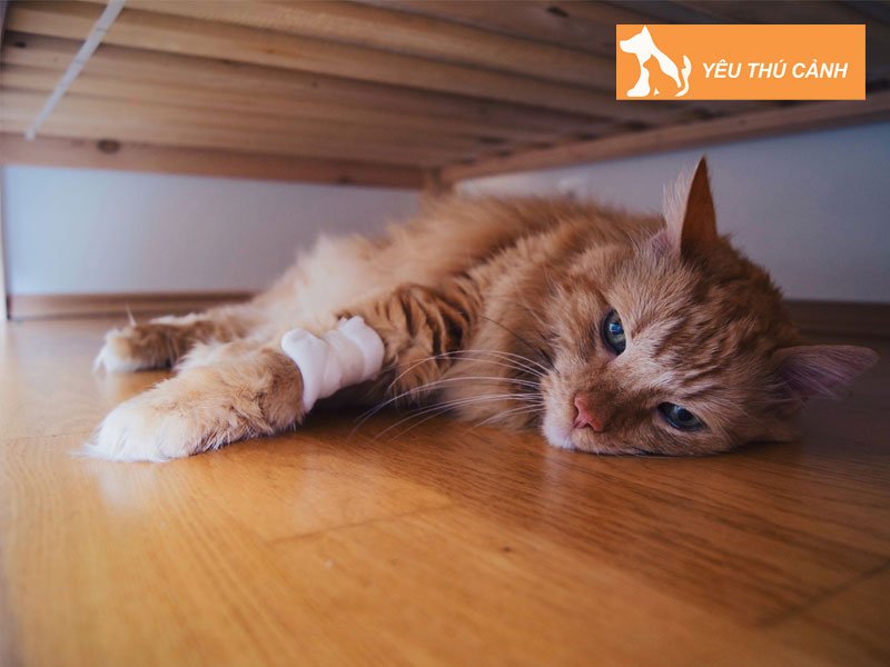 tai-sao-meo-chay-mau-tu-am-dao-thucanh