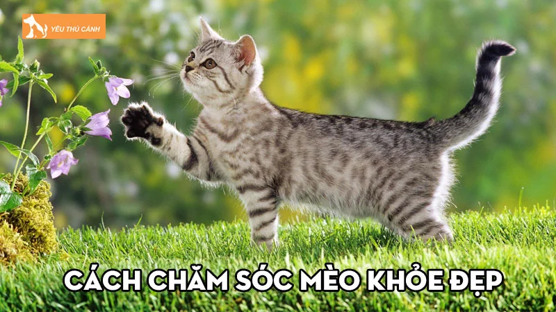 Tất tần tật cách chăm sóc mèo khỏe đẹp cực hữu ích