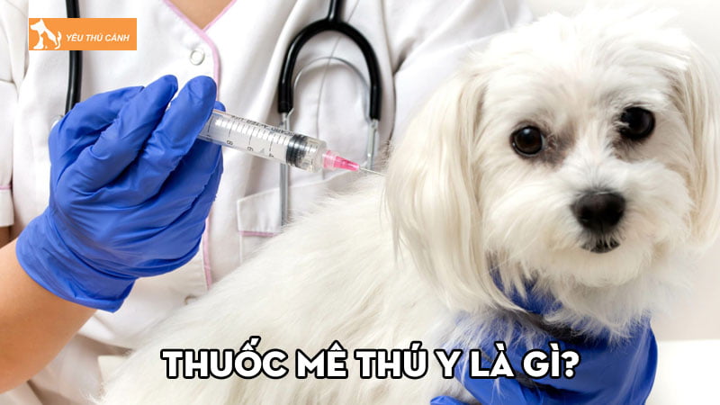 Thuốc mê thú y là gì? Công dụng và những lưu ý khi sử dụng