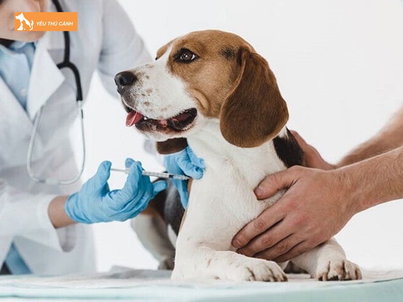 Thuoc-me-thu-y-la-thuoc-gi-thucanh