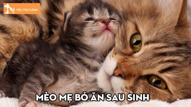 Tổng hợp những lý do khiến mèo mẹ bỏ ăn sau sinh