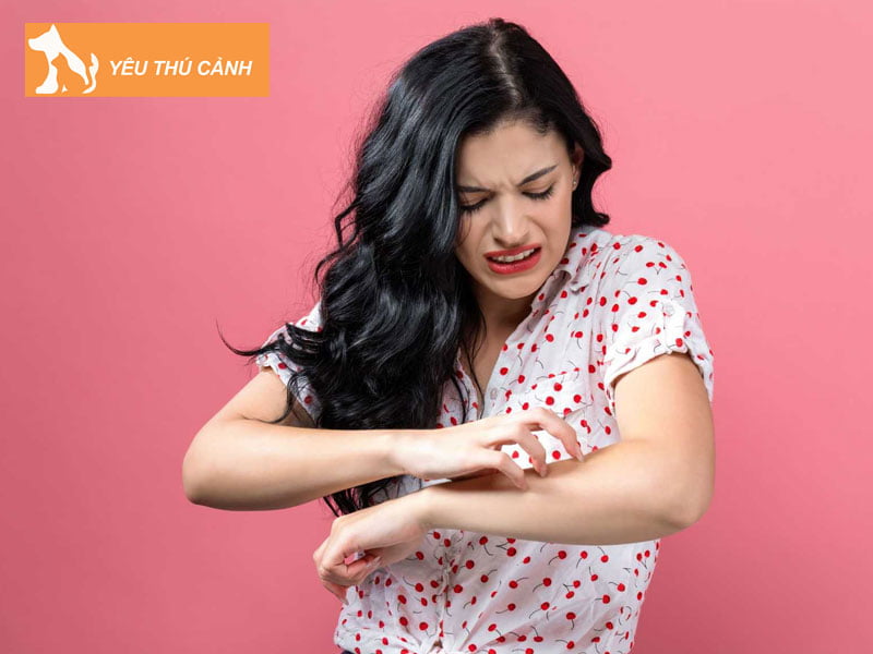 vet-ran-meo-can-co-hinh-dang-nhu-the-nao-thucanh