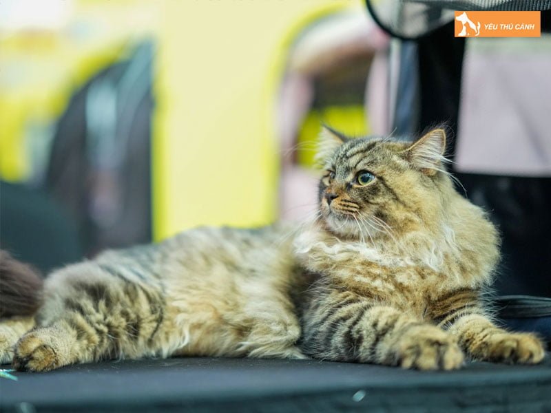 y-nghia-cua-con-meo-trong-phong-thuy-thucanh