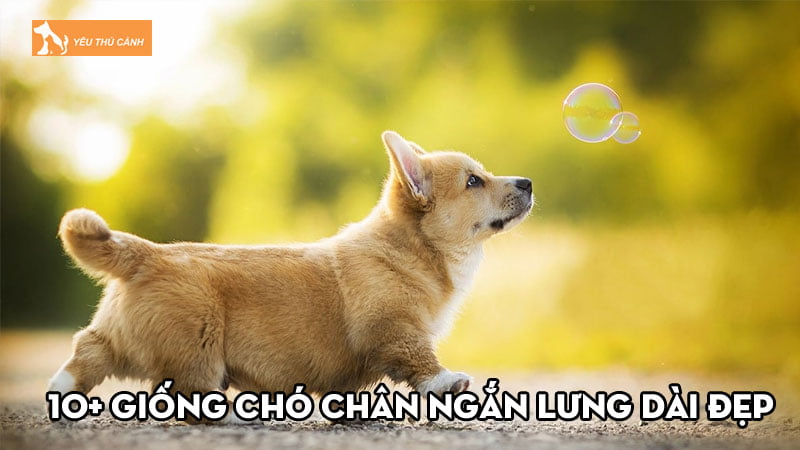 10-giong-cho-chan-ngan-lung-dai-dep-duoc-ua-chuong-thucanh