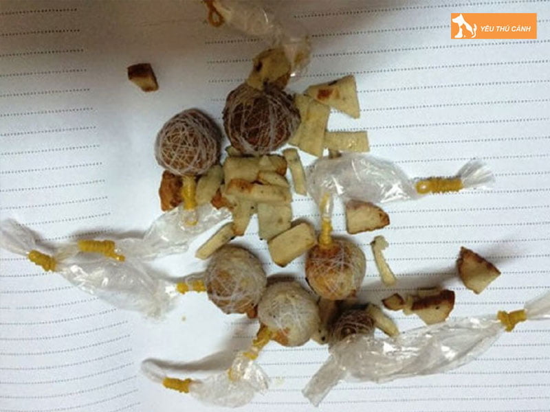 ba-cho-la-gi-thucanh