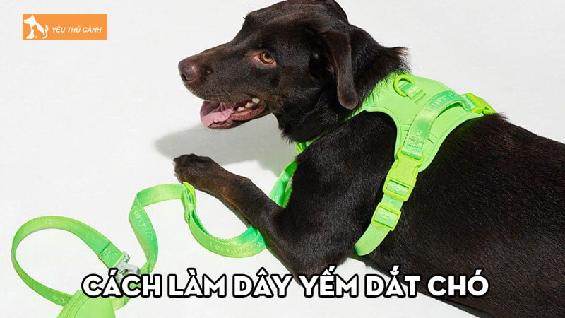 Bật mí cách làm dây yếm dắt chó đơn giản nhưng đẹp và tiện