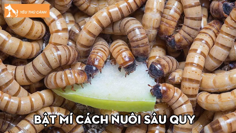 bat-mi-cach-nuoi-sau-quy-sau-gao-nhung-dieu-can-luu-y-khi-nuoi-thucanh