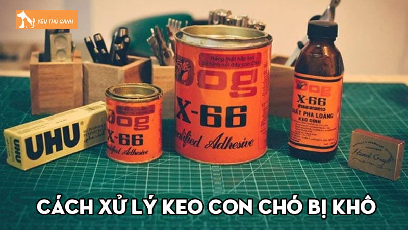 Bật mí cách xử lý keo con chó bị khô nhanh chóng, hiệu quả