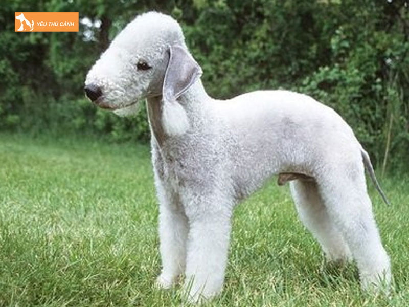 Bedlington-terriers-loai-cho-it-rung-long-thucanh