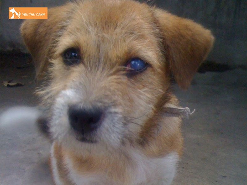 benh-duc-thuy-tinh-the-o-cho-la-gi-thucanh