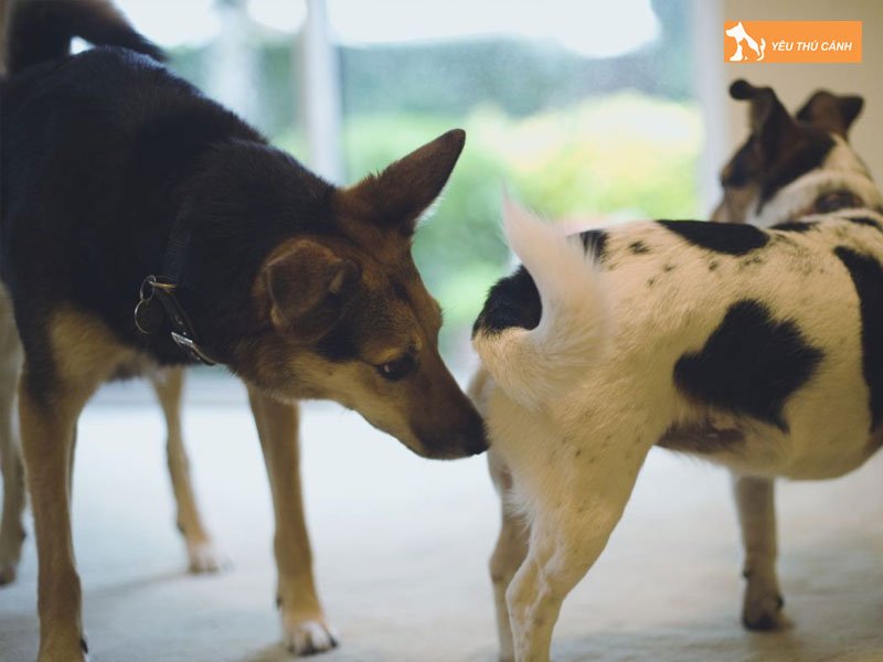 benh-viem-bao-quy-dau-o-cho-la-gi-thucanh