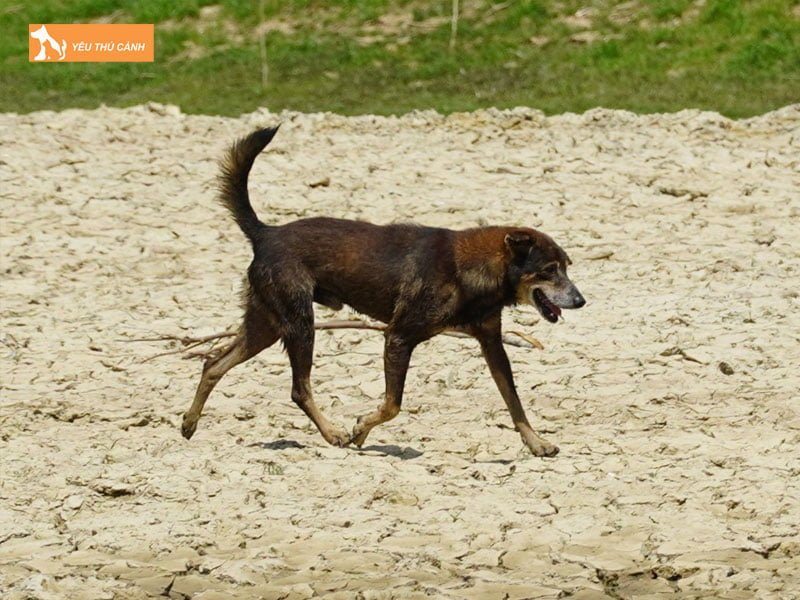 bi-cho-cao-chay-mau-co-sao-khong-thucanh
