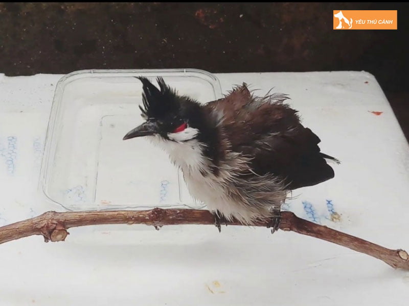 bieu-hien-cua-tinh-trang-sau-long-o-chao-mao-thucanh