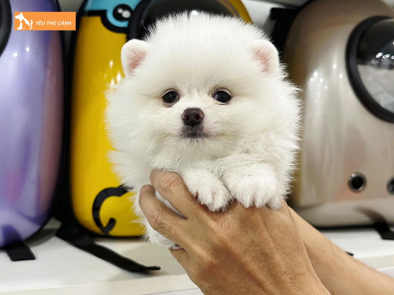 bin-bon-dog-shop-thucanh