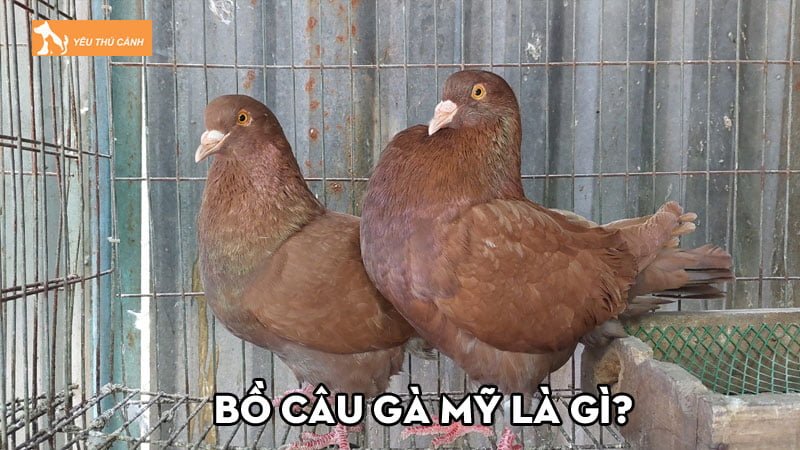 Bồ câu gà Mỹ là gì? Các mô hình nuôi thương phẩm phổ biến Bồ câu gà Mỹ là gì? Các mô hình nuôi thương phẩm phổ biến
