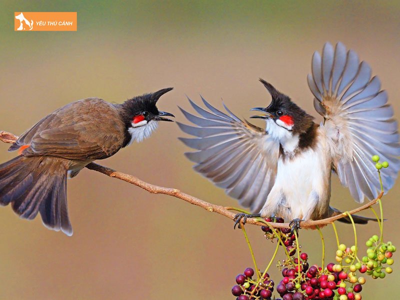 bo-sung-cam-chat-luong-cach-cham-long-ma-va-hau-mon-chao-mao-do-thucanh