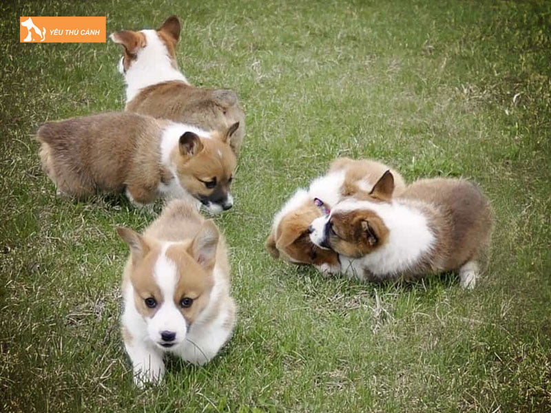 Bo-tri-chuong-trai-sach-se-va-moi-truong-phu-hop1-thucanh