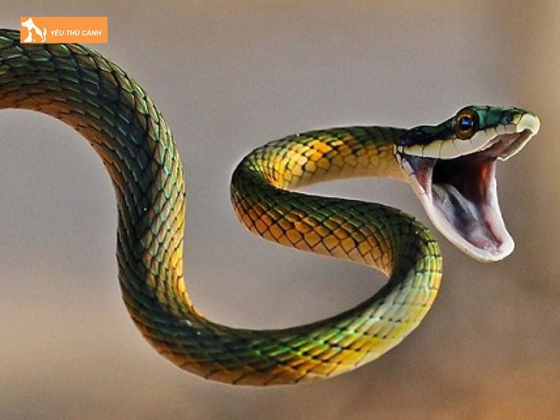 cac-bien-phap-phong-ngua-nguy-co-cun-bi-ran-tan-cong-thucanh