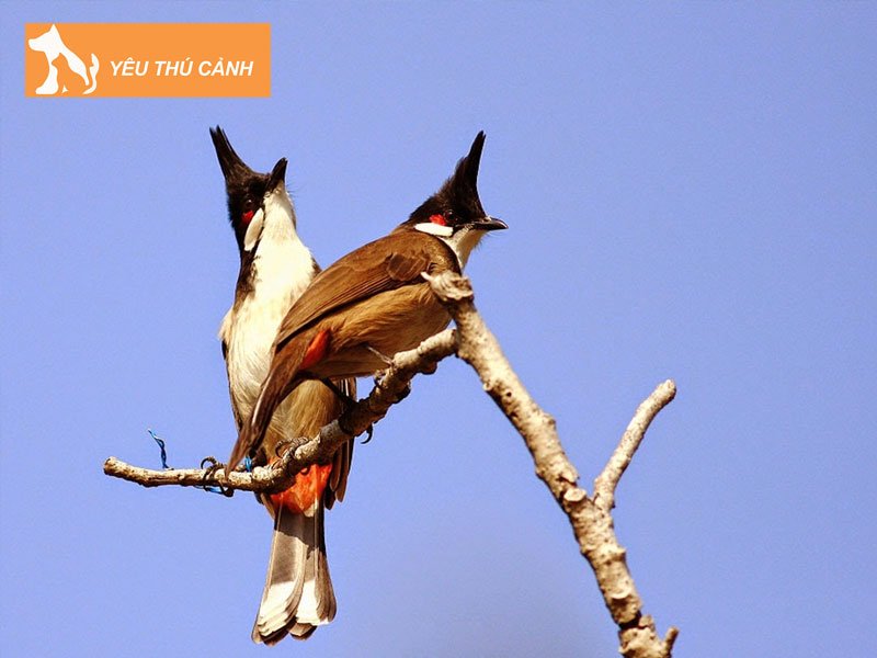 cac-cach-de-chao-mao-choi-ben-1-thucanh