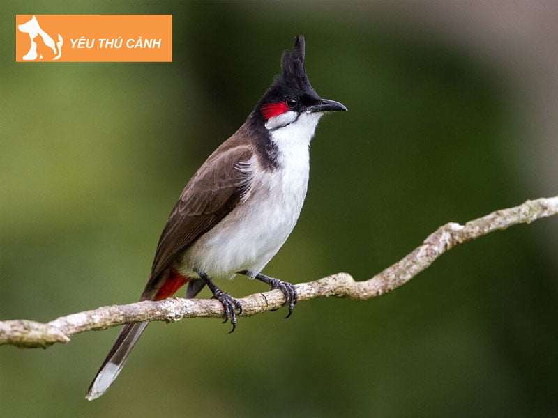 cac-cach-de-chao-mao-choi-ben-2-thucanh