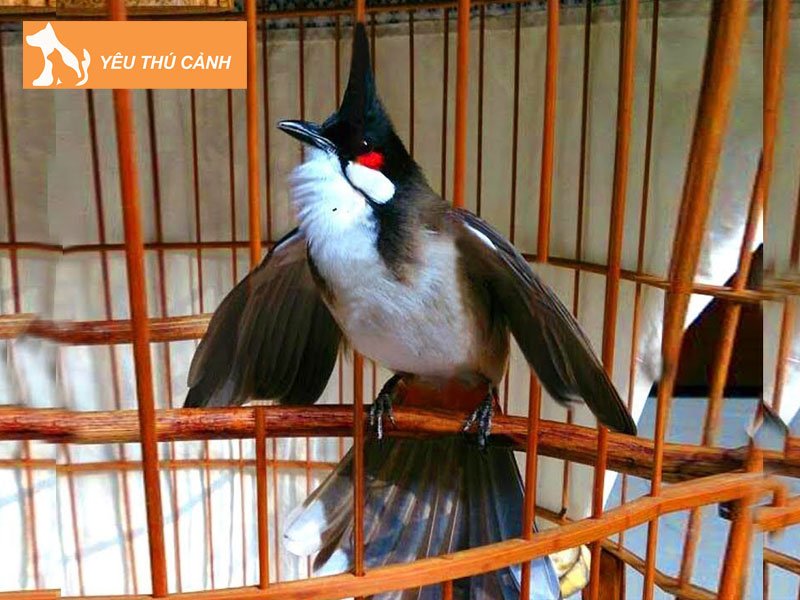 cac-cach-de-chao-mao-choi-ben-3-thucanh