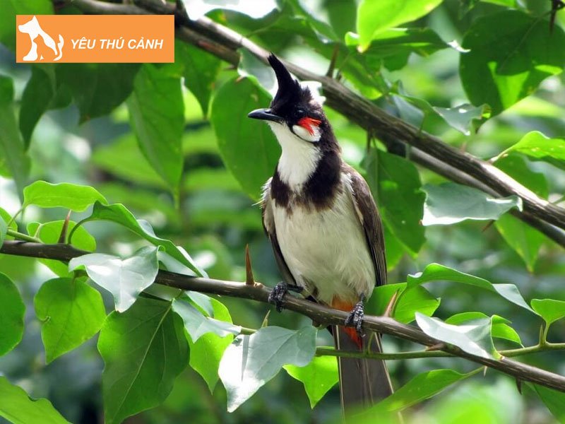 cac-cach-de-chao-mao-choi-ben-thucanh