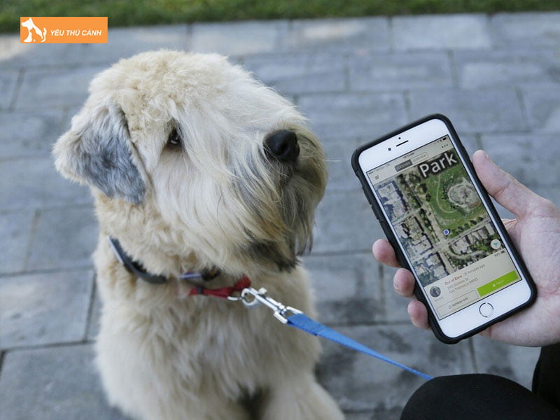 cac-cach-goi-cho-lac-theo-tam-linh-thucanh