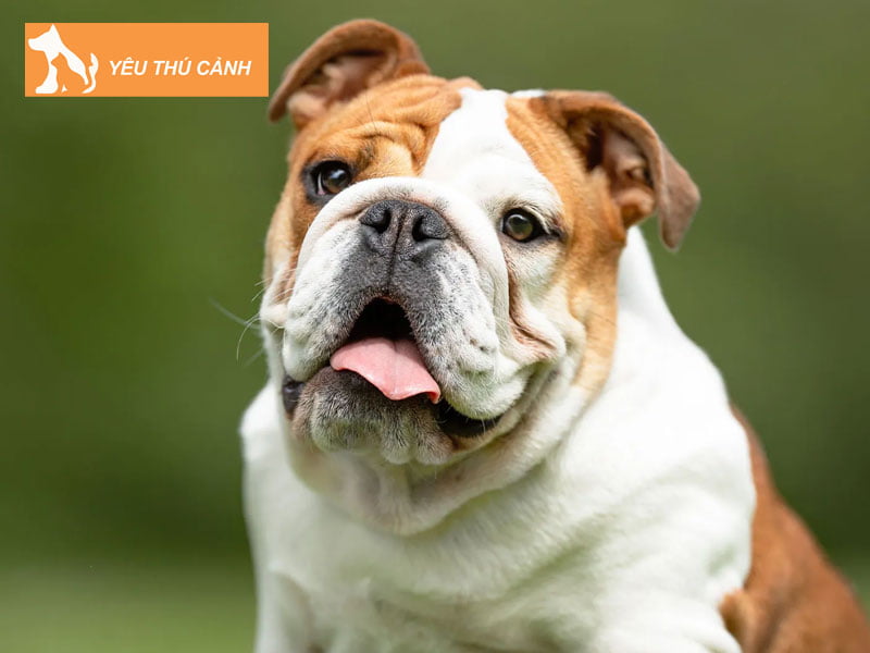 cac-dac-tinh-khac-nhau-giua-2-loai-bulldog-vs-pitbull-1-thucanh