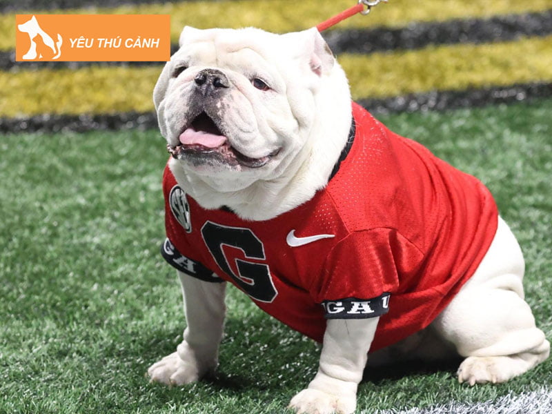 cac-dac-tinh-khac-nhau-giua-2-loai-bulldog-vs-pitbull-2-thucanh