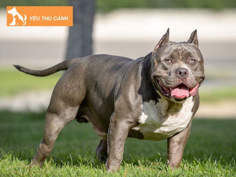 cac-dac-tinh-khac-nhau-giua-2-loai-bulldog-vs-pitbull-3-thucanh