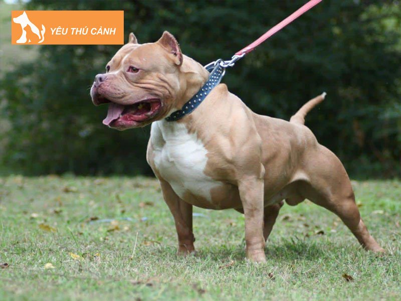cac-dac-tinh-khac-nhau-giua-2-loai-bulldog-vs-pitbull-thucanh