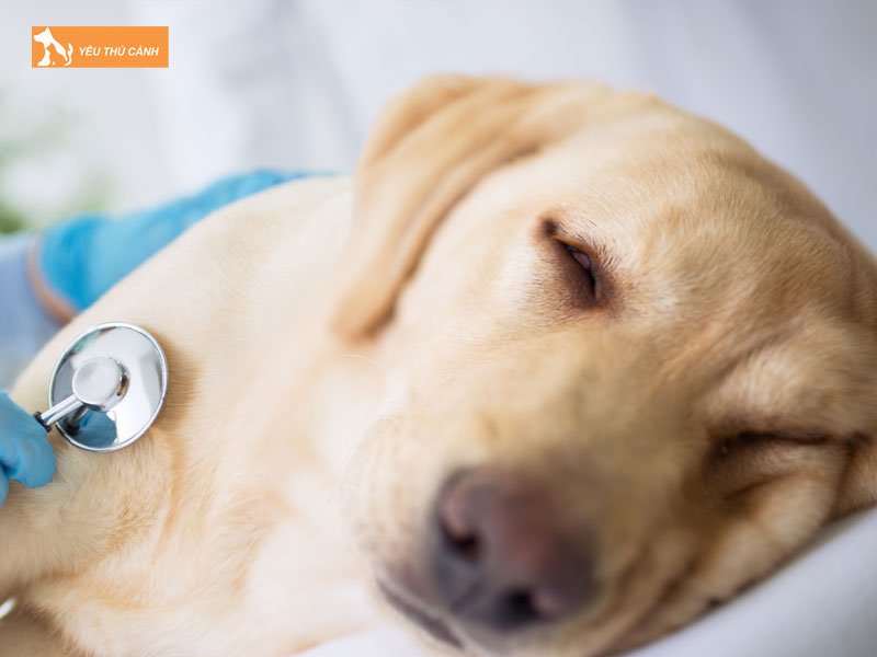 cac-dau-hieu-tinh-trang-cho-bi-tieu-chay-thucanh