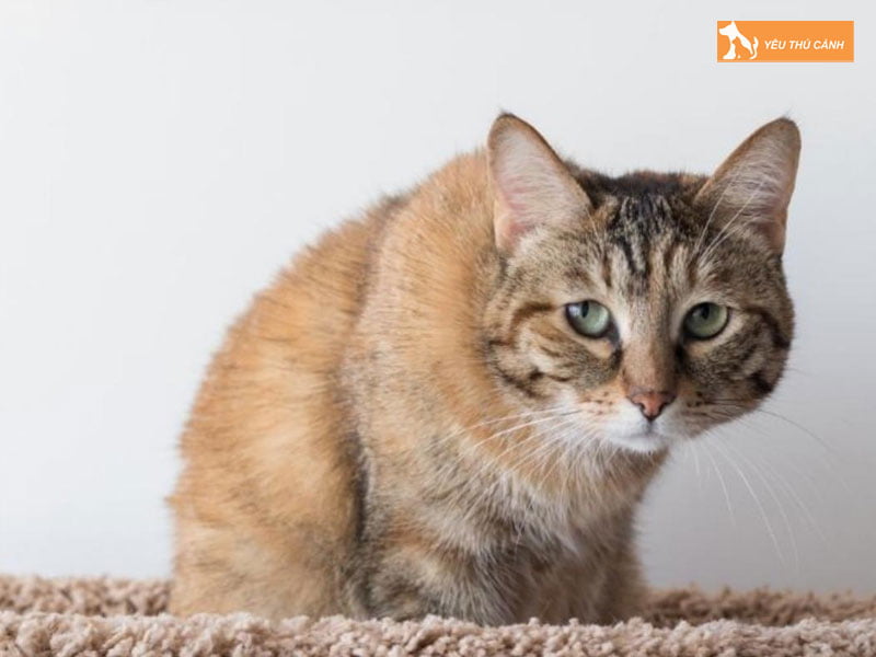 cac-nguyen-nhan-gay-meo-bi-ra-mau-o-hau-mon-1-thucanh